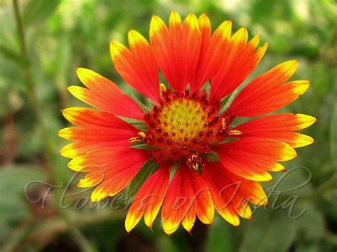 Gaillardia pulchella - Blanket Flower