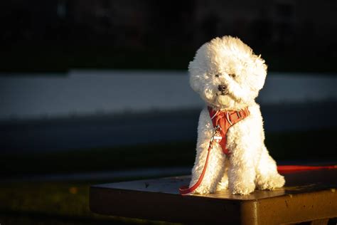 What Dog Breeds Shed The Least at Gemma Rickards blog