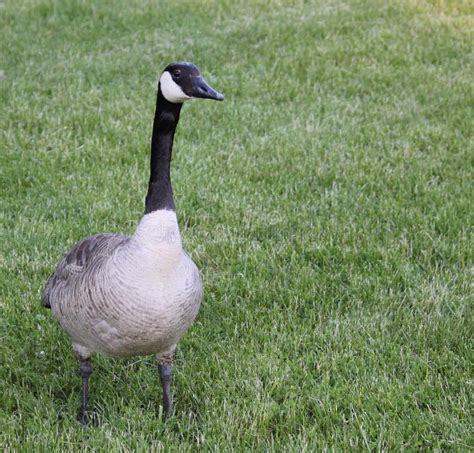 Staring Goose Stock Image Image Of Scenery Animal Closeup 31449751