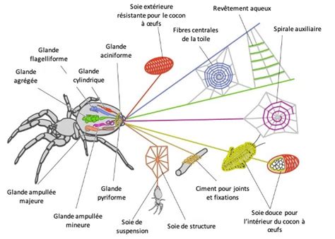 Production De Soie Daraignée à Partir De Vers à Soie