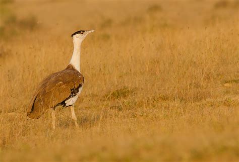 10 Endangered Wildlife Species in India That Must be Saved