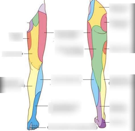 Dermatomes Diagram Quizlet