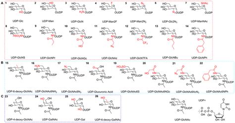 Structures Of Udp Glcnac Analogs Used In This Work 14 Compounds In The Download Scientific