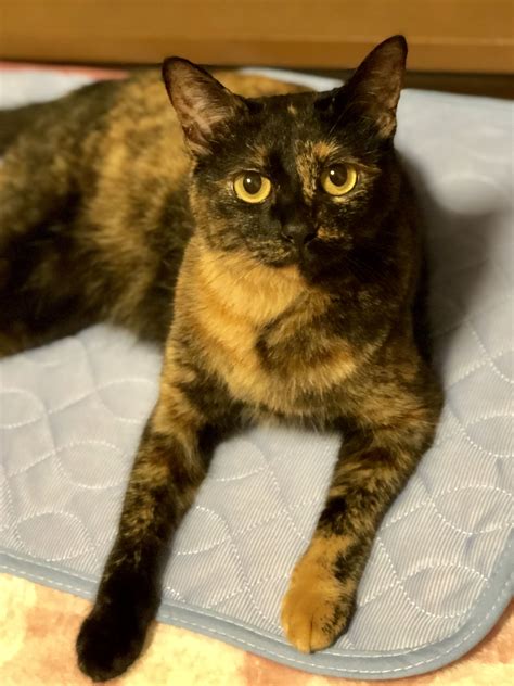 Tortoiseshell Cat Tokyo Cute Cats And Kittens Big Cats Kitty Cats