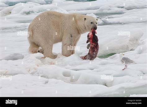 Male Polar Bear Ursus Maritimus With A Seal Prey Svalbard