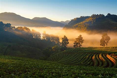 Misty morning sunrise in strawberry garden at Doi Angkhang mountain ...