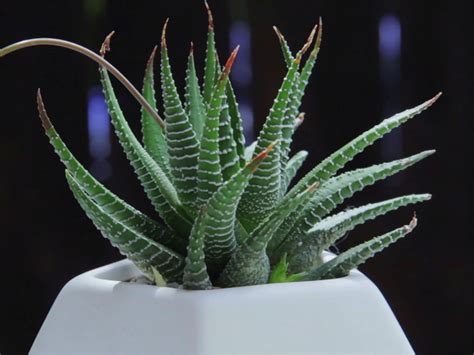 Haworthia Attenuata Zebra Plant World Of Succulents