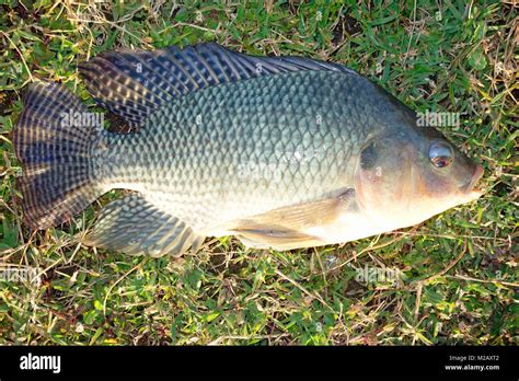 tilapia species  res stock photography  images alamy