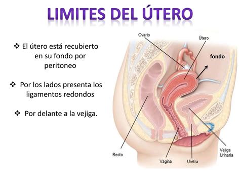 HISTERECTOMIA ABDOMINAL METODOS DE Abordaje PPT