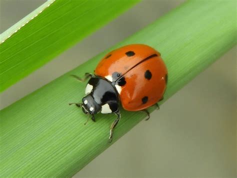 Maryland Biodiversity Project Seven Spotted Lady Beetle Coccinella