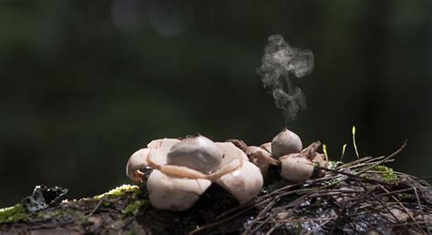 Fungi Have Sex In A Variety Of Interesting And Surprising Ways