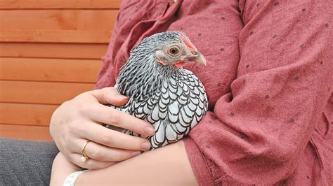 Bonnes Raisons Davoir Des Poules Dans Son Jardin Ferme De Beaumont