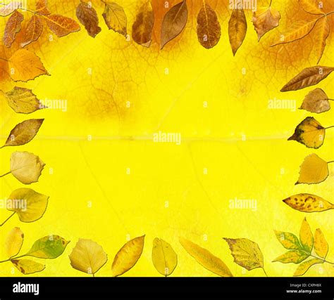 Border of autumn leaves.Yellow leaf copy space Stock Photo - Alamy