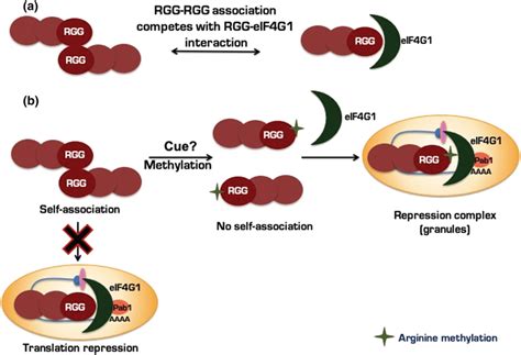 Cartoon Depicting The Role Of Arginine Methylation In Inhibiting The