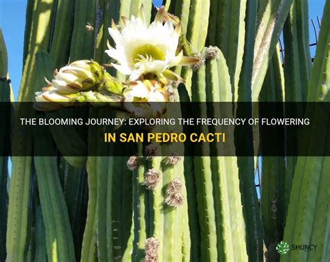 The Blooming Journey Exploring The Frequency Of Flowering In San Pedro