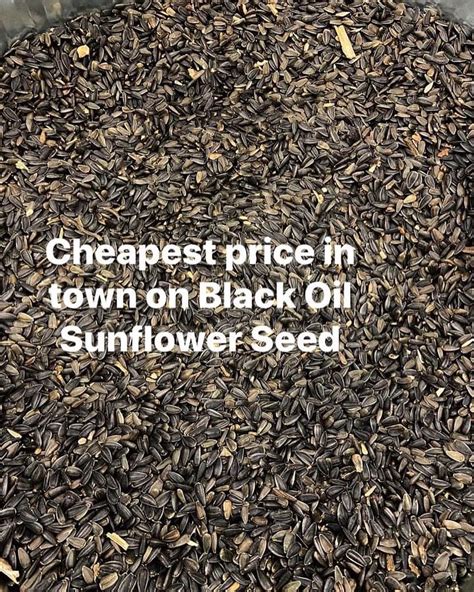 Black Oil Sunflower Seed Oil – L'Ami's Garden Centre