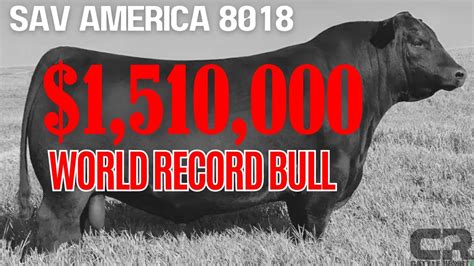 💲💲💲 151 Million Bull World Record Breaking Black Angus Sold At