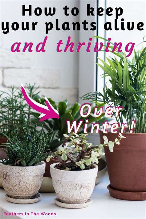 Taking Care Of Houseplants During Winter Winter Plants Snake Plant