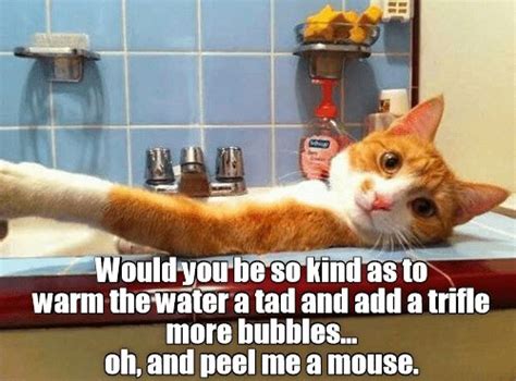 Top 25 Memes Of The Week Cheezburger Users Edition 109 Funny Cat