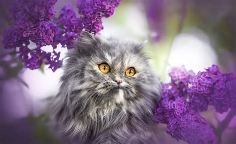 Кошки - фото обои на рабочий стол, картинки с кошками / Страница 22