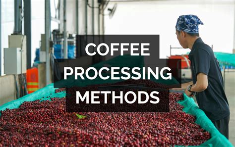 An Overview Of Coffee Processing Methods
