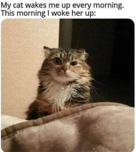 Wake up 🐈 🐱 🐈‍⬛ : r/Catmemes