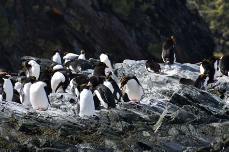 Macaroni Penguin Facts Pictures And More About The Macaroni Penguin