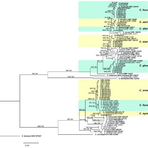 Phylogram Of The Colletotrichum Species Resulting From Maximum