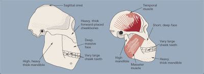 Paranthropus aethiopicus - The Human Timeline