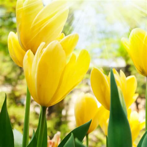 Yellow Tulip Flowers Symbolic Meaning