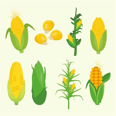 Corn Vector Art Icons And Graphics For Free Download