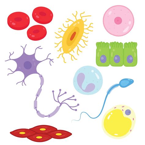Tipos De Células Do Corpo Humano 7630656 Vetor No Vecteezy