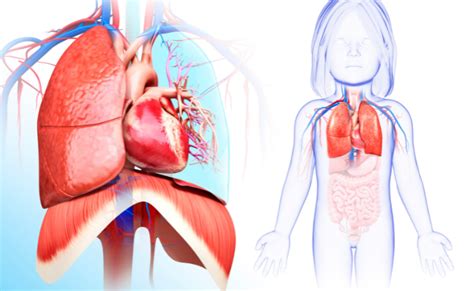 Heart-Lung Transplant: Procedure, Benefits, and Recovery