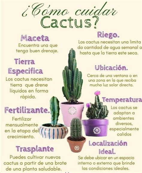 Como Plantar Cactus Y Suculentas Artofit