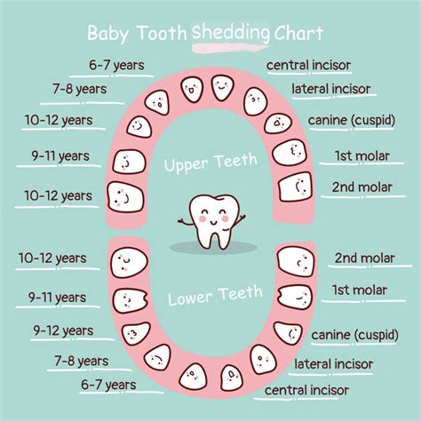 All About Baby Teeth Care | Thrive Dental and Orthodontics