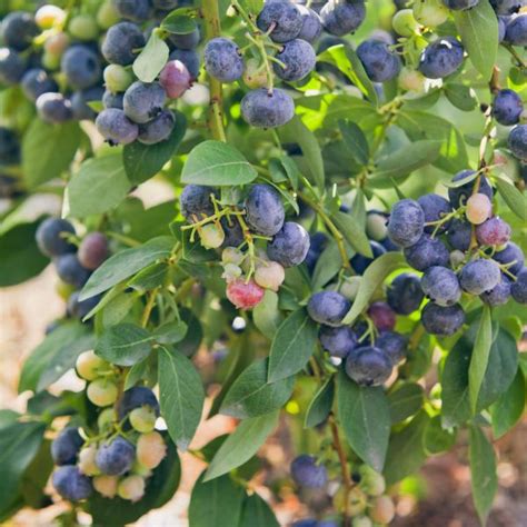 Bushel And Berry Peach Sorbet Blueberry Plant Vibrant Fruits From