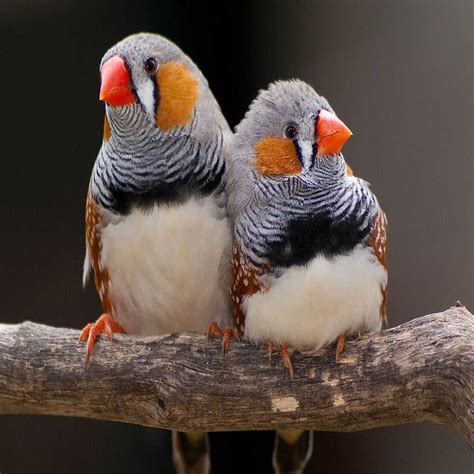 Buy Zebra Finch Pairs for Sale Online in Pakistan - Taj Birds