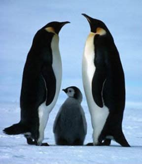 Penguin Family - Penguin Pictures