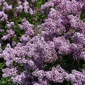 Get Bloomerang Dwarf Purple Lilac Gallon Pot Proven Winners In Mi