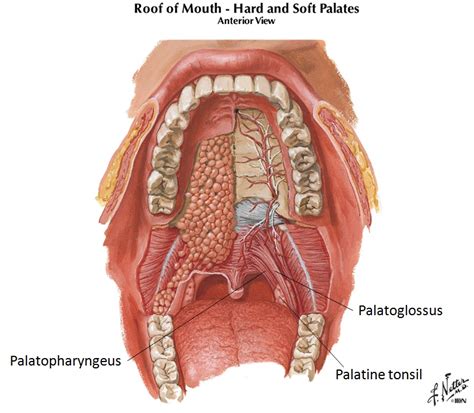 Palatopharyngeus muscle :- Samarpan Physiotherapy Clinic Ahmedabad