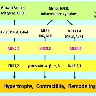 Mitogen-Activated Protein Kinase Signaling Cascades. MAP kinases belong ... 