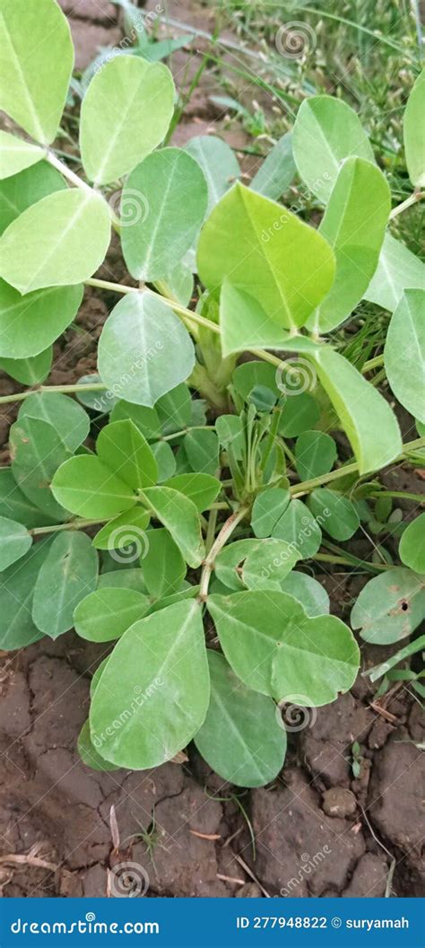 Arachis Repens Foto De Archivo Imagen De Ornamental 277948822