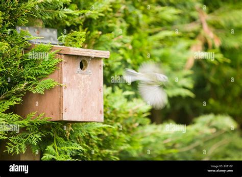 A Blue Tit nesting in a garden nest box Stock Photo - Alamy