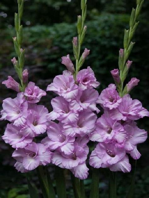 Gladiolus X Cultorum Alpha Frikarti Stauden AG