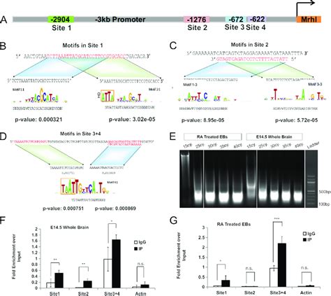 Identification Of PAX6 As The Transcriptional Regulator Of Mrhl In