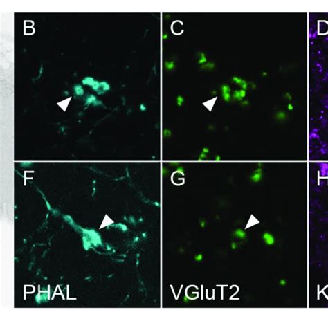 Kv Positive Processes From Mgb Neurons Receive Excitatory Vglut