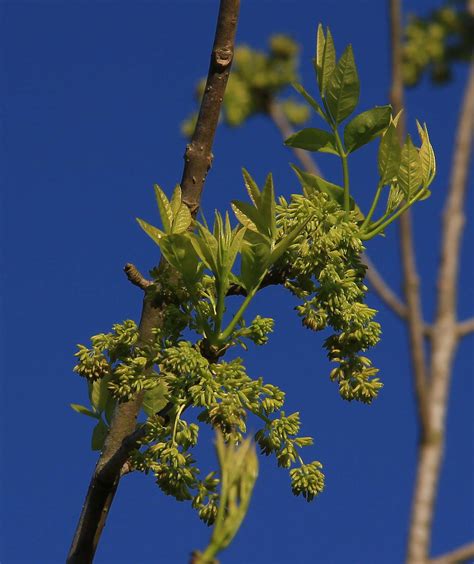 Green Ash tree - Southern Native Trees