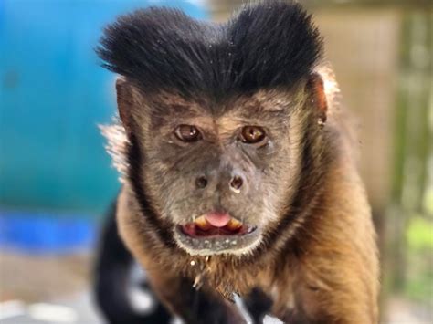 Primate - Monkey Spotlight - Norman capuchin monkey Norman is a male