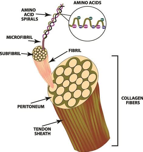 Collagen Fiber Structure