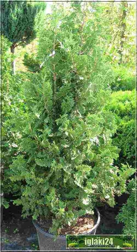 Thuja Occidentalis Spiralis Ywotnik Zachodni Spiralis Foto